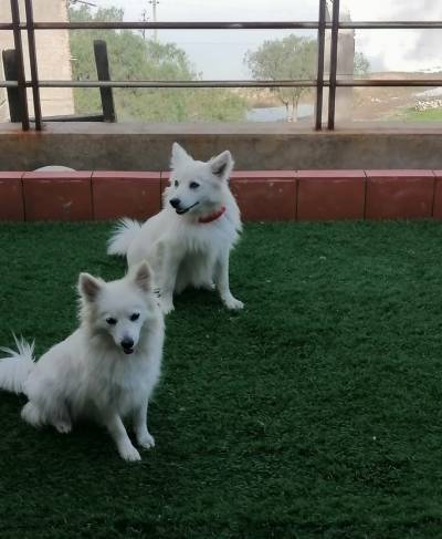 Esquimal americano Foto