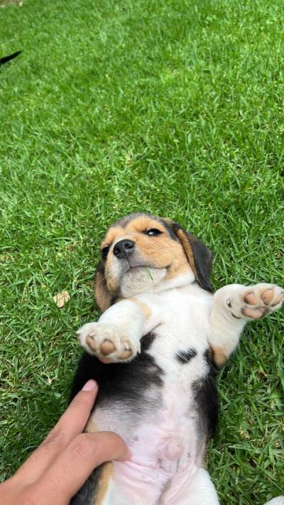 perrito beagle Foto