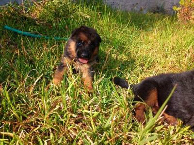 Cachorros pastor Aleman Foto
