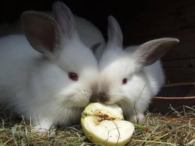 Hermosos CONEJITOS CALIFORNIANOS Foto