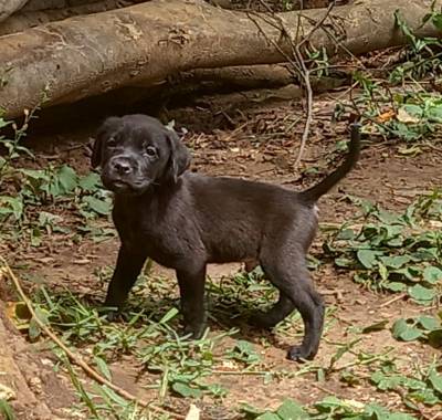 Labrador Retriever cachorros Foto