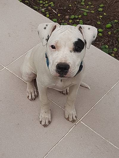 Pitbull  5 meses Foto