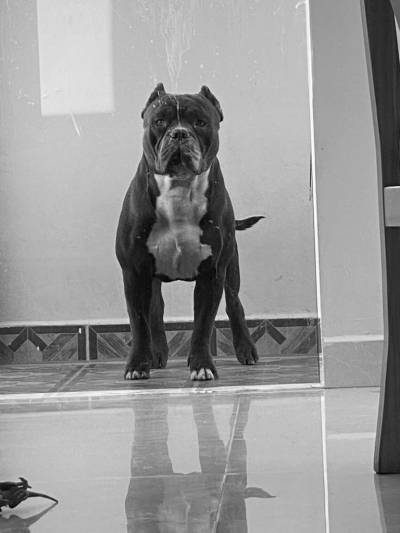 American Bulldog Alapaha Foto