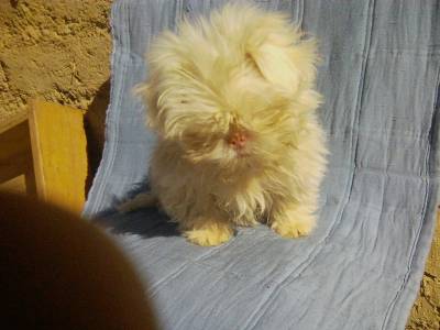 Pequeña cachorrita Foto