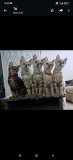 Hermosos gatos bengalí Foto