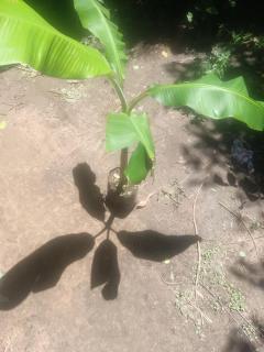 planta de guineo Foto