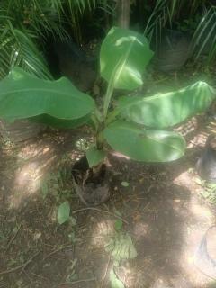 planta de banana Foto
