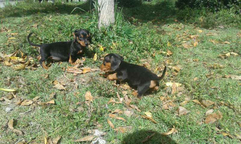 cachorritos salchicha Foto