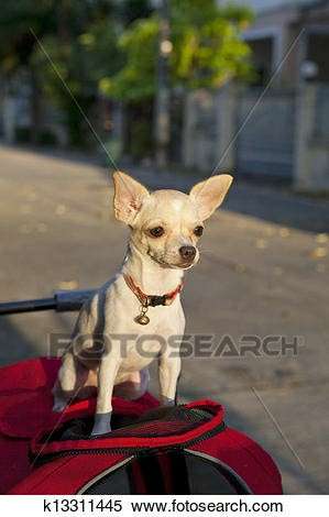 Busco Chihuahua macho para monta Foto