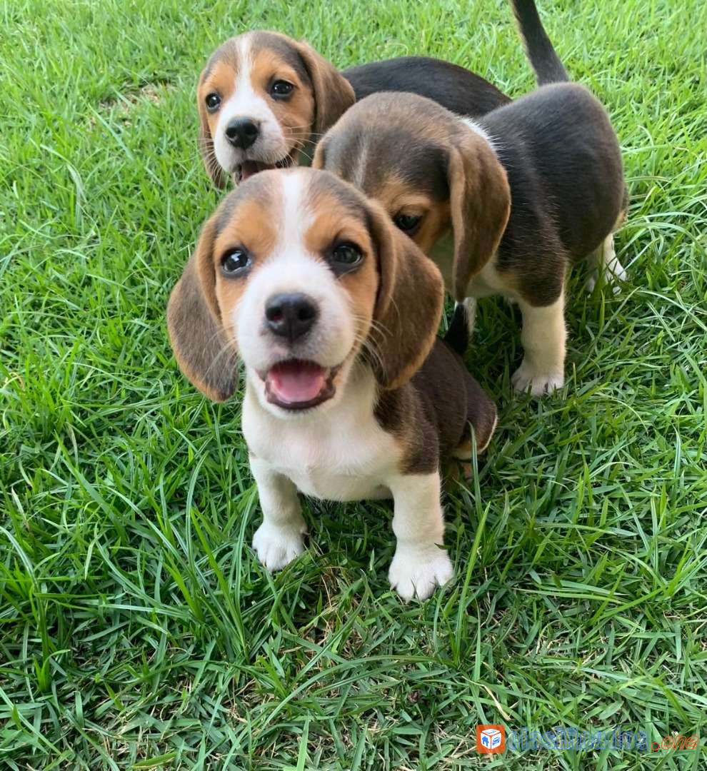 Cachorros Beagles