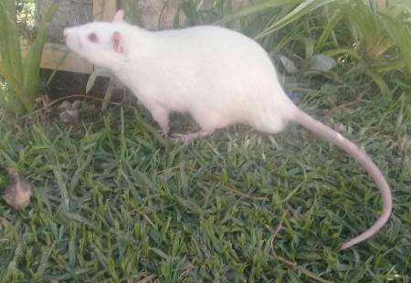 Ratas albinas Foto