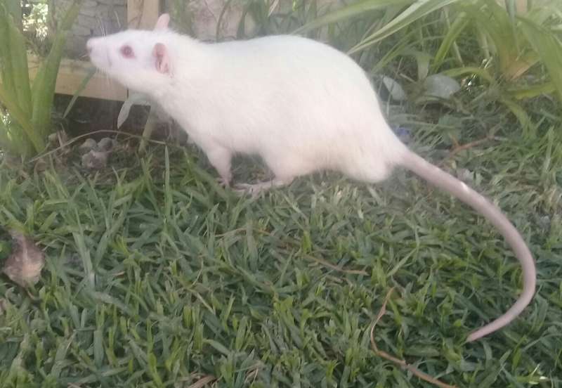 rata mascota Foto