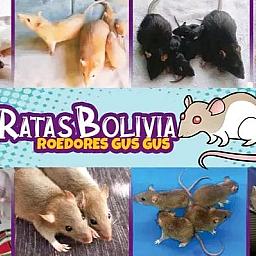 Foto Perfil